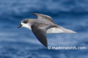Fea's/Desertas' petrel
