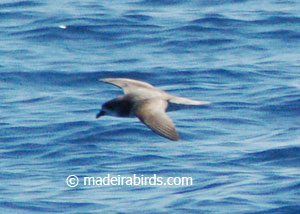 Fea's petrel