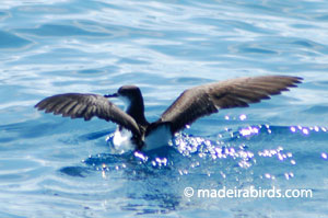 Manx Shearwater