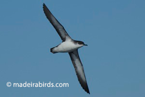 Manx Shearwater