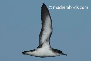 Puffinus puffinus