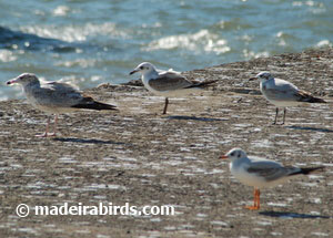 Ring-billed, Laughing, Mediterranean and Black-headed gulls