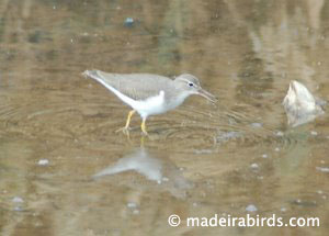 Spotted Sandpiper (<i>Actitis macularia</i>)