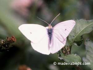 Small White