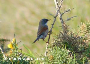Spectacled Warbler