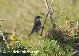 Spectacled Warbler
