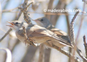 Spectacled Warbler
