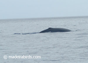 Sperm Whale