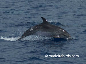Spotted Dolphin