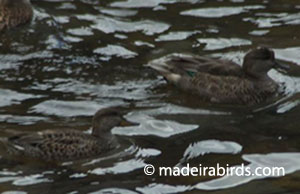 Common and Green-wing Teals
