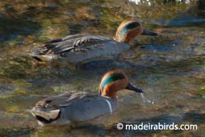 Teal & Green-winged Teal