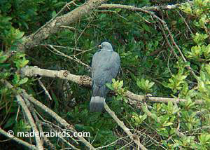 Trocaz Pigeon