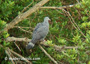 Trocaz Pigeon