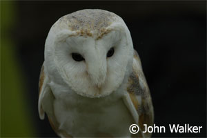 (Tyto alba schmitzi)