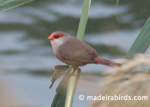 Common waxbill