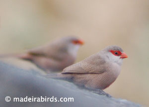 Common waxbill