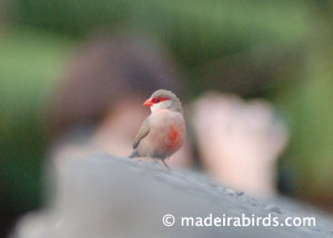 Common waxbill