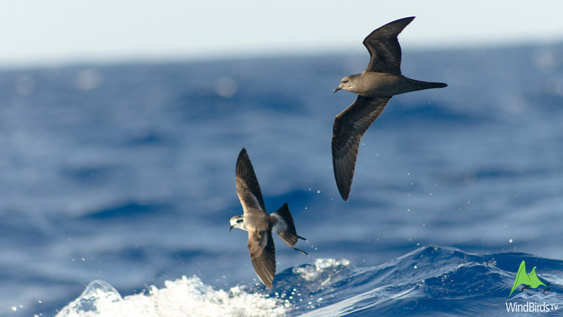 white faced storm petrel bulwers petrel