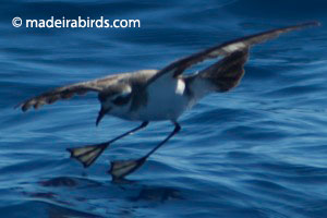 White-faced Strom-petrel