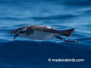 White-faced Storm-petrel
