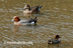 Wigeons and Green-wing Teal