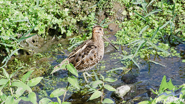 Wilson's Snipe - first record for Madeira archipelago!