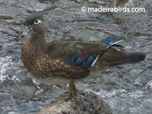 Female Wood Duck