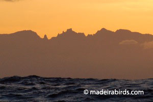 Zino's Petrel breeding site