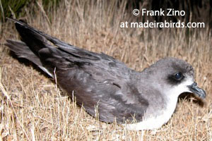 Zino's Petrel