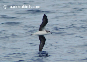 Pterodroma Madeira