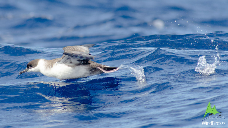 great sheartwater madeira pelagics