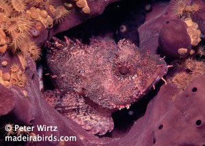 Madeira scorpionfish