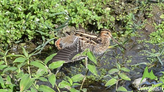 Wilson's Snipe - first record for Madeira archipelago!