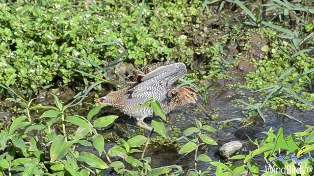 Wilson's Snipe - first record for Madeira archipelago!