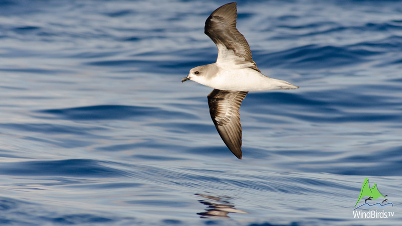 zinos petrel madeira pelagic